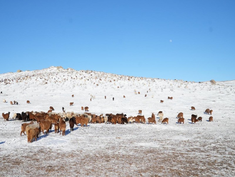 Отрын бүс нутагт 653 мянган толгой мал өвөлжинө
