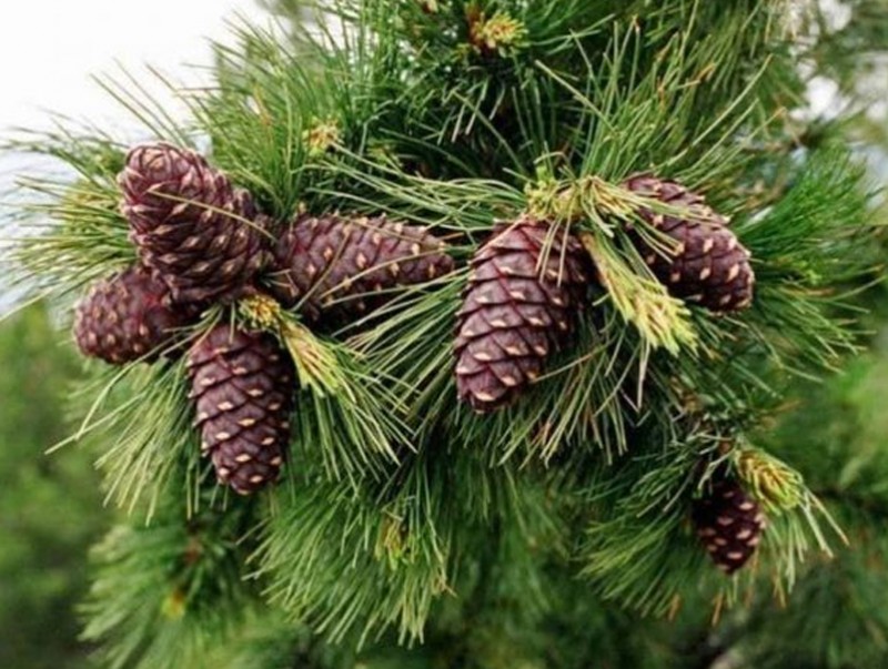 Хөвсгөл, Завхан аймаг хуш модны самрын ургацын мэдээллээ ирүүлжэ