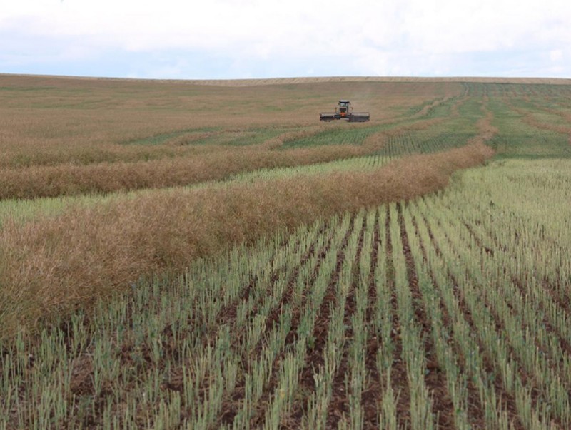 Үр тарианы ургац хураалт ангилан хадалтаар эхэллээ